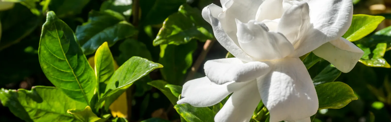 closeup of white gardenia flower on the shrub