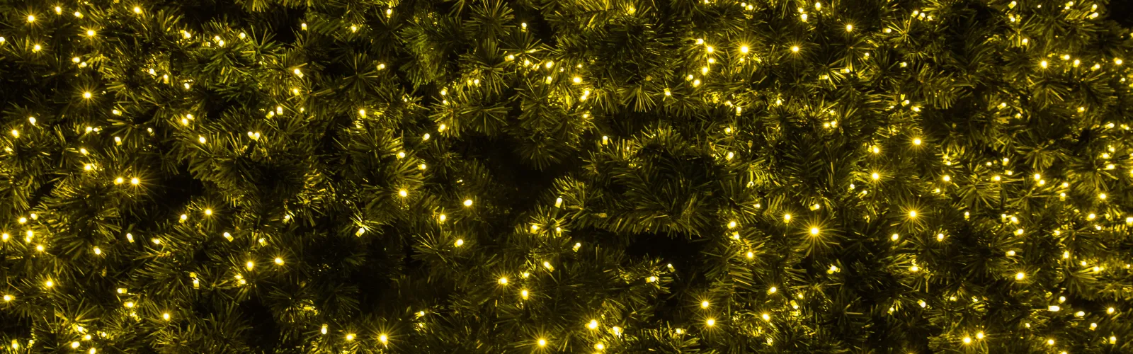 christmas lights on tree