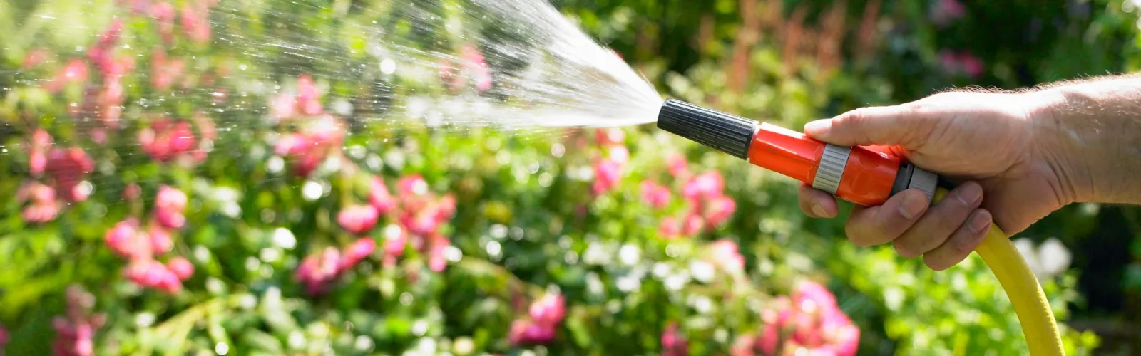 watering garden lawn