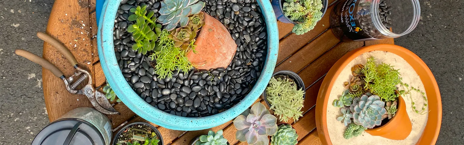 Succulents within pots