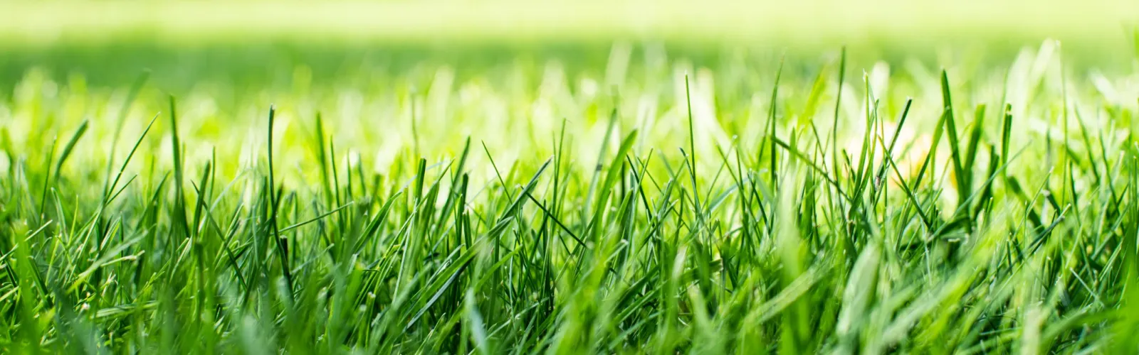 Close up of a green sod lawn