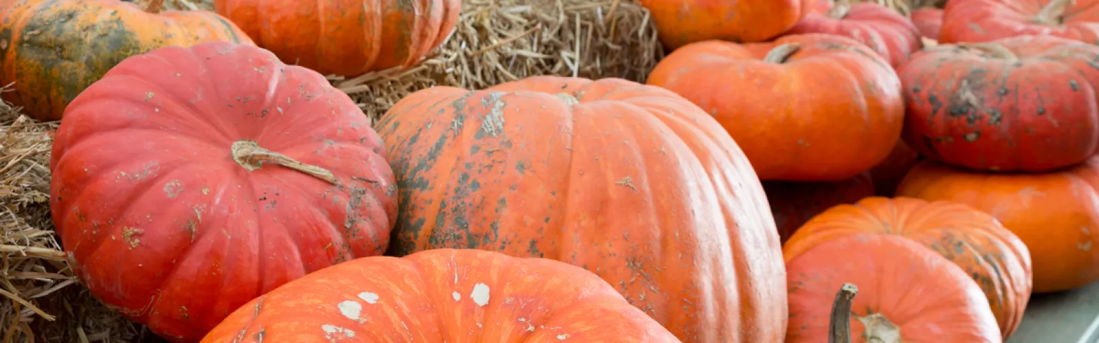 painted black and white pumpkins