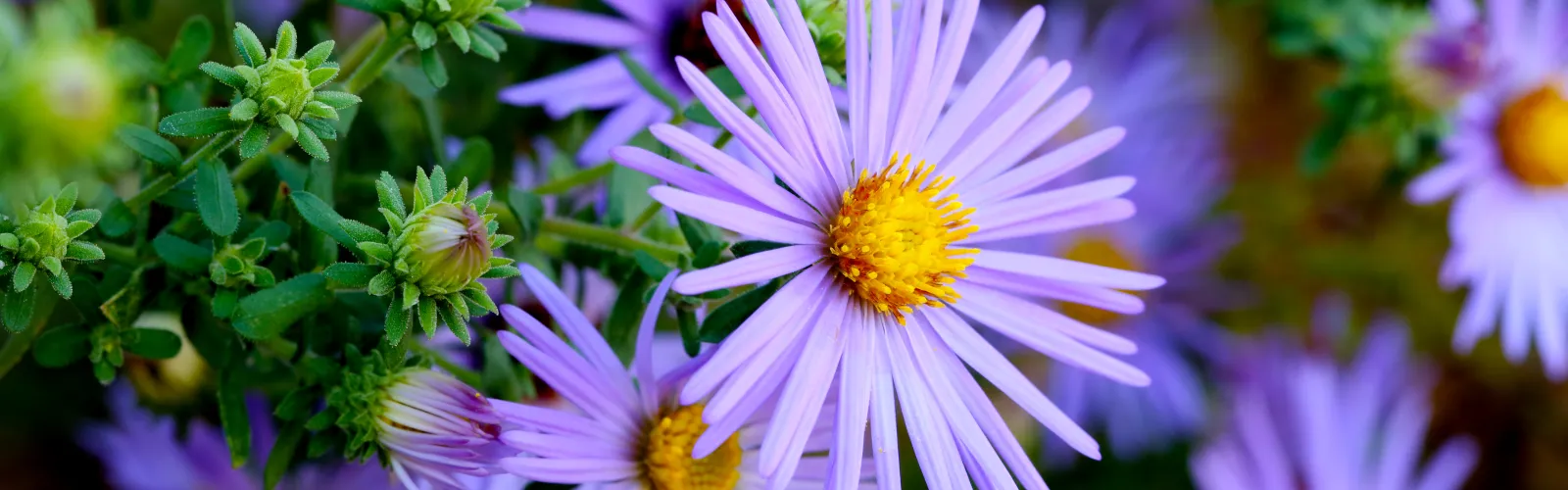a close up of asters
