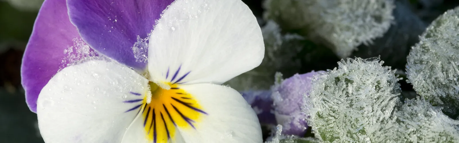 frost on a purple and white pansy flower