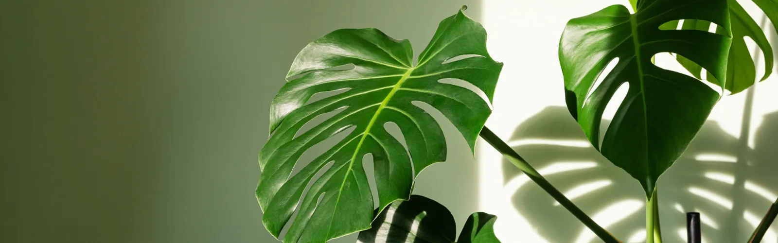 monstera