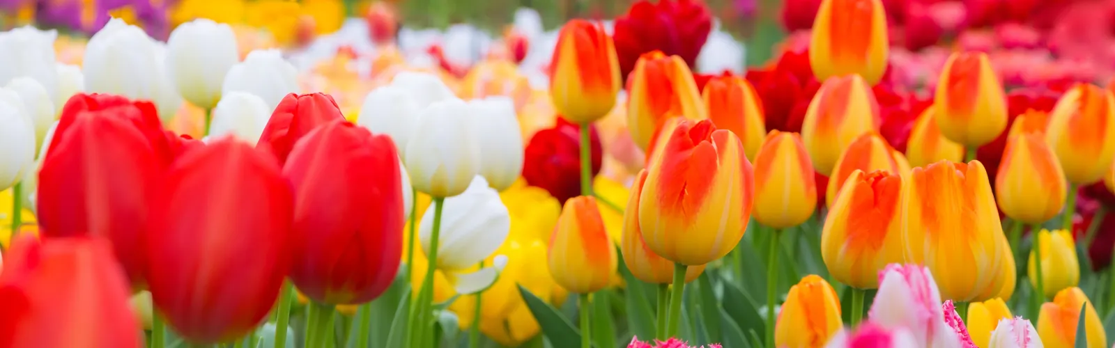 a close up of a flower