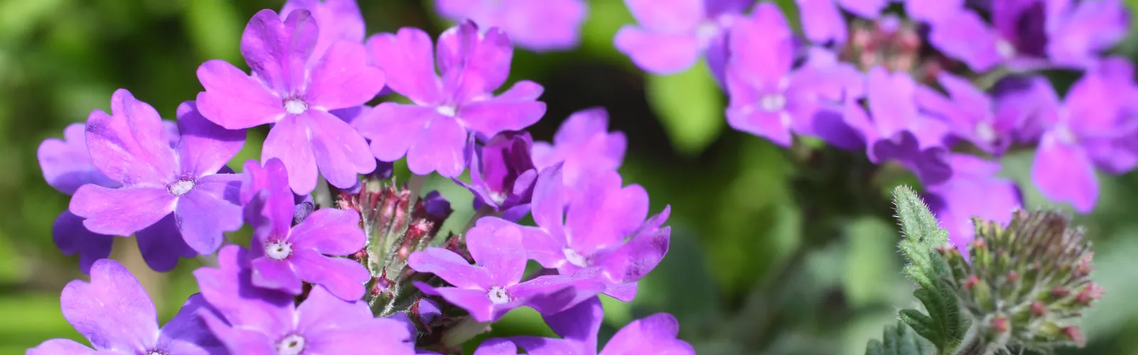 a close up of a flower