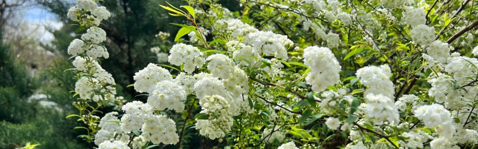 a group of flowers