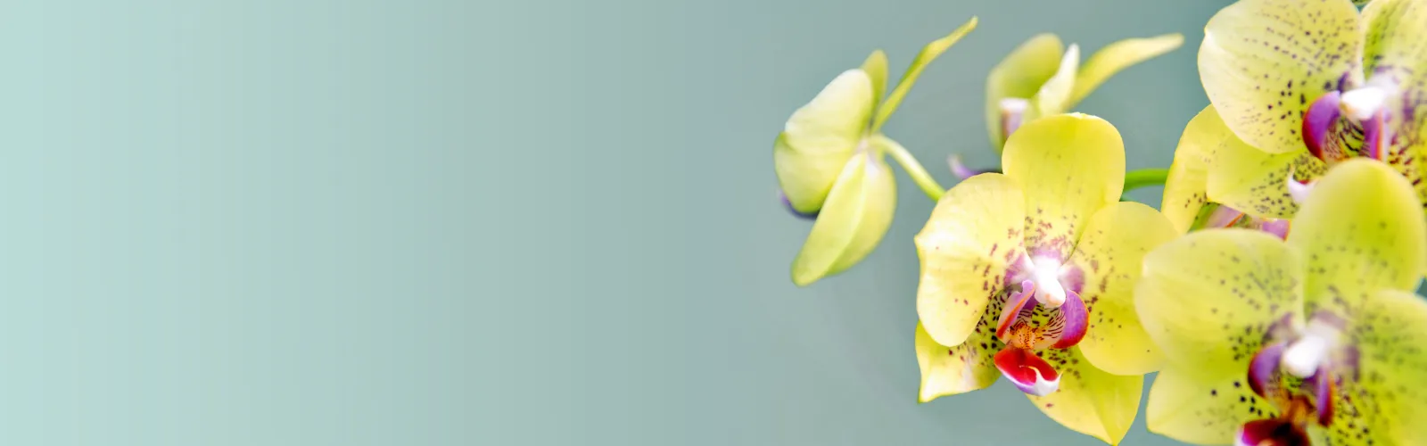 a close up of a yellow orchid