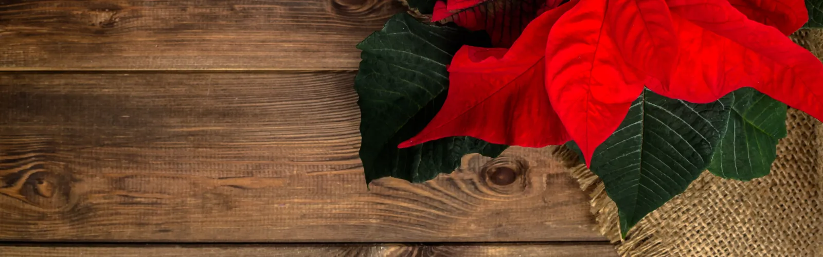 a red poinsettia on a wooden table