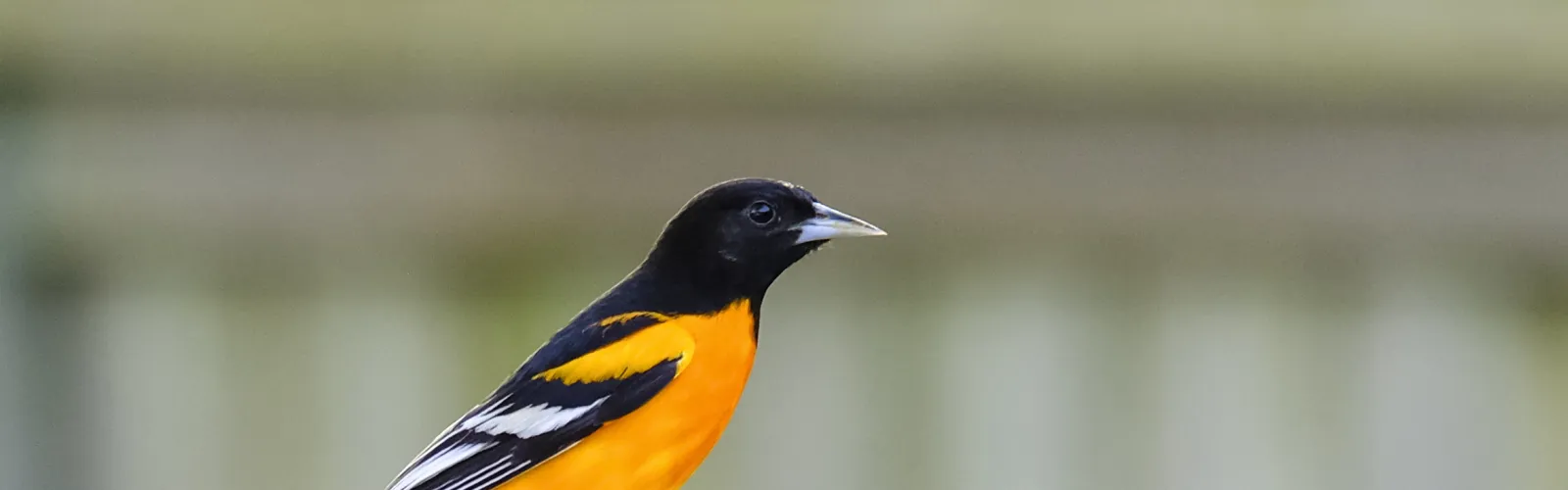 orange birdfeeder