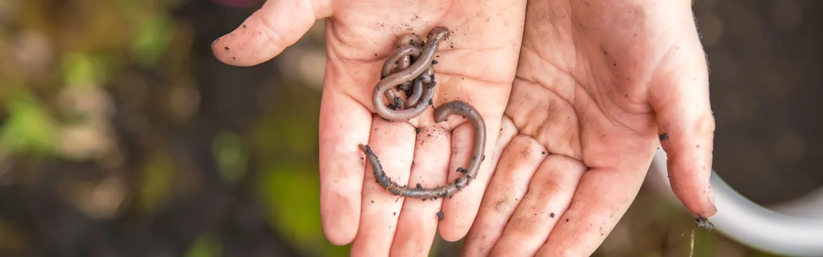 a close up of a hands holding earthworms