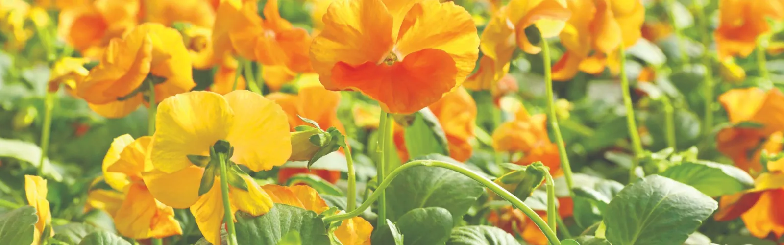 a field of orange and yellow flowers