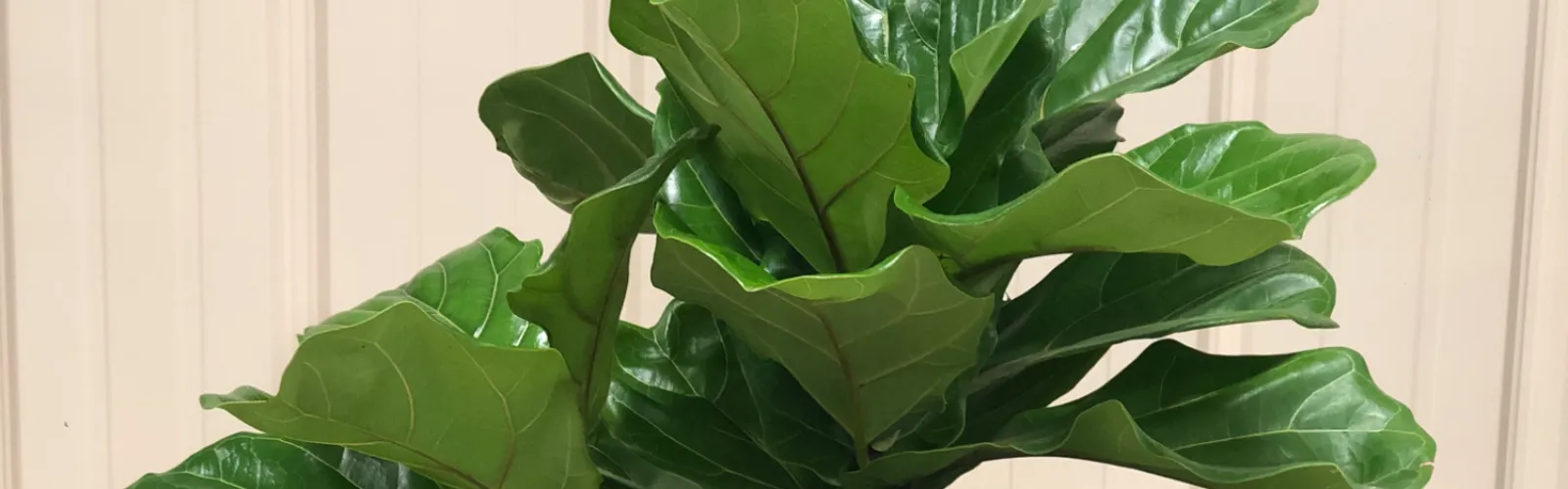 fiddle leaf fig