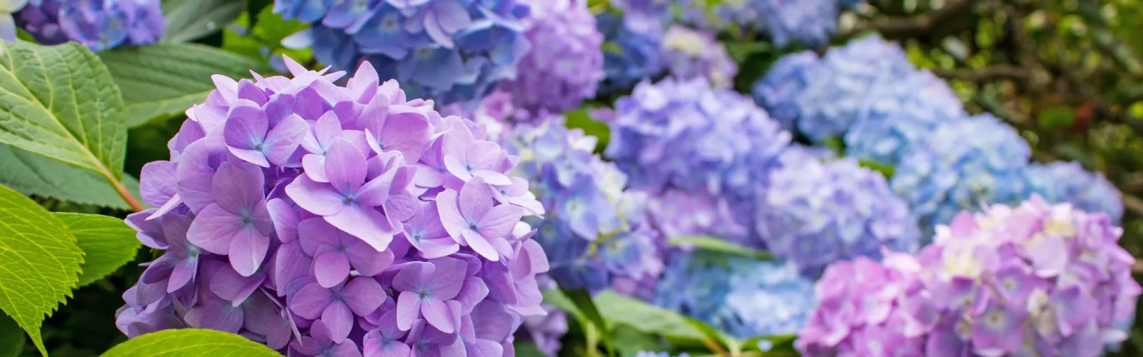Vibrant hydrangea flowers in shades of purple and blue, blooming among lush green leaves.