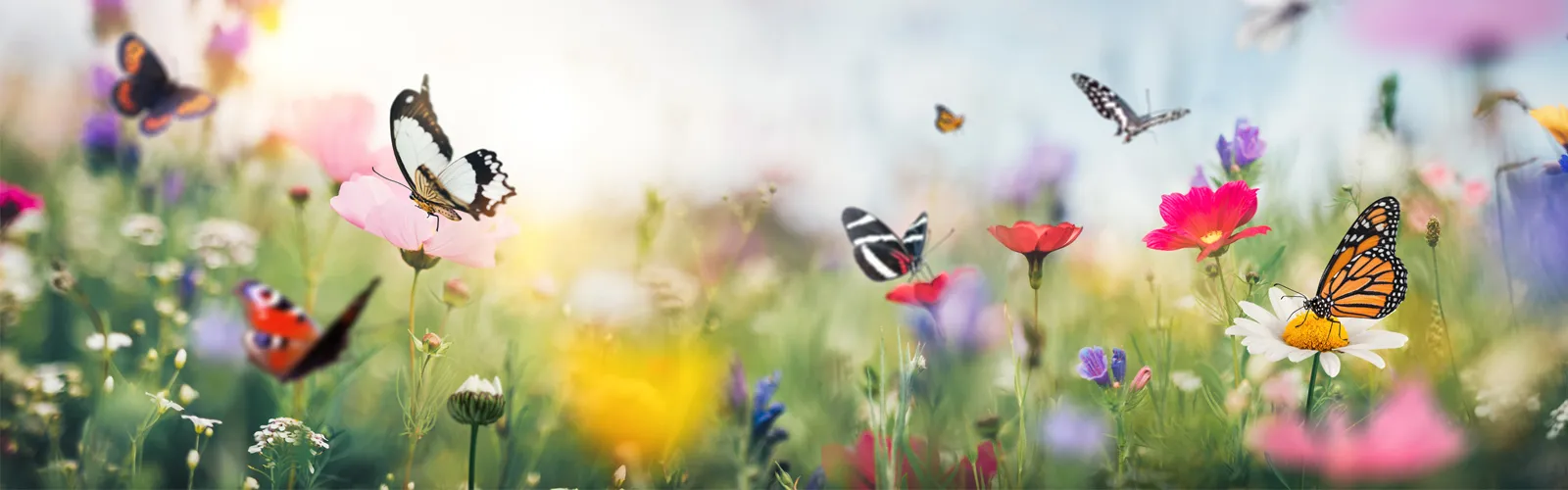butterflies in a field of flowers