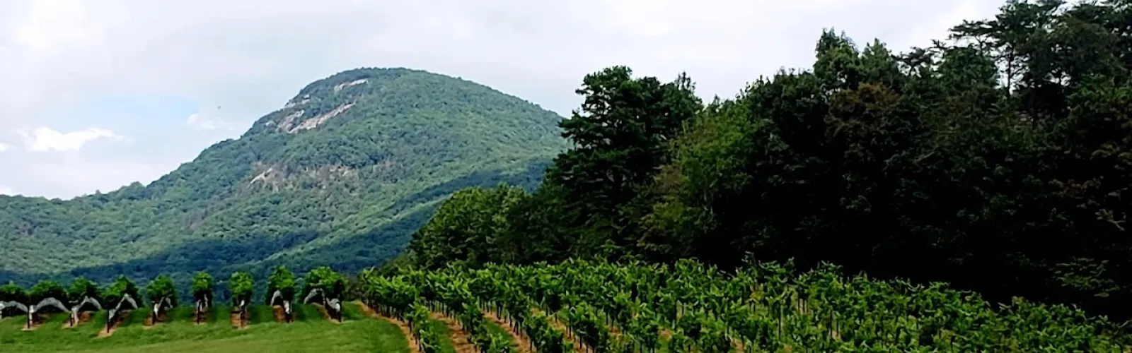 Rows of grapevines on sloped farmland with green trees and a mountain under blue sky and clouds.
