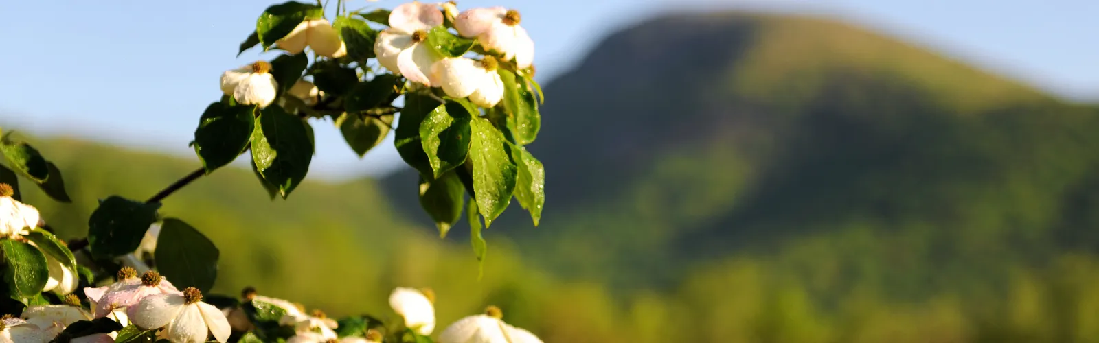 a wooden table topped with lots of fresh fruit and vegetables