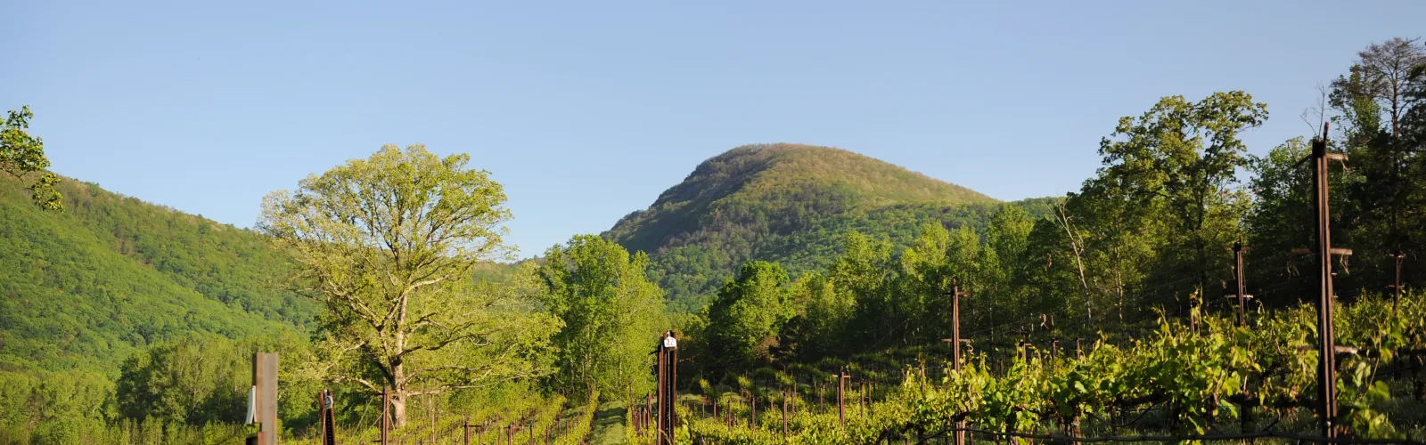 a herd of cattle grazing on a lush green field