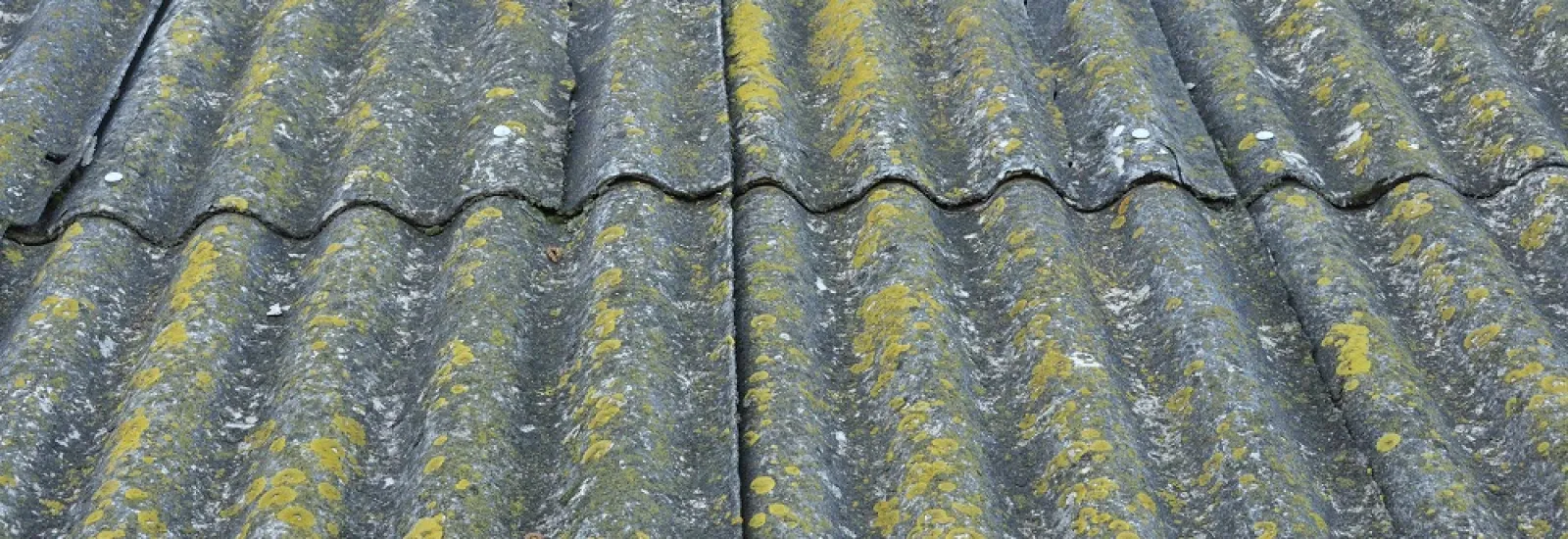 Reasons Why Your Roof Is Getting Discolored