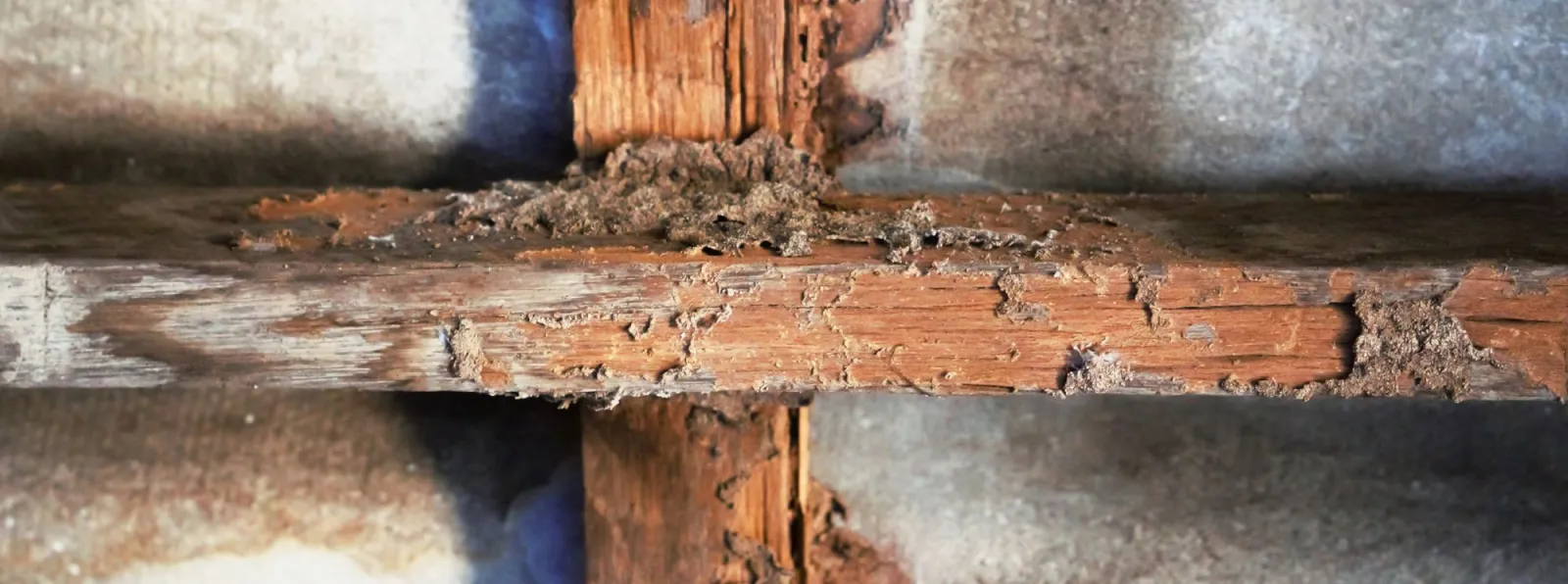 termite damage to wood