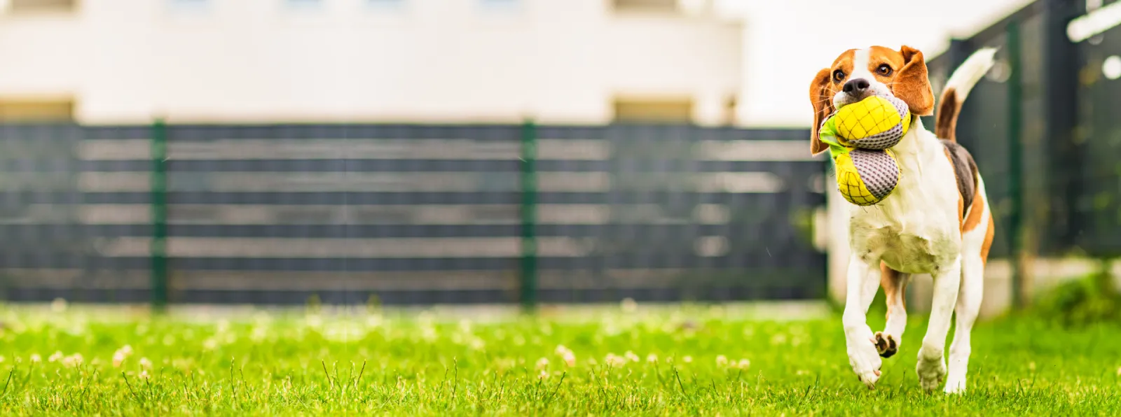 Flea and tick control | PestNow