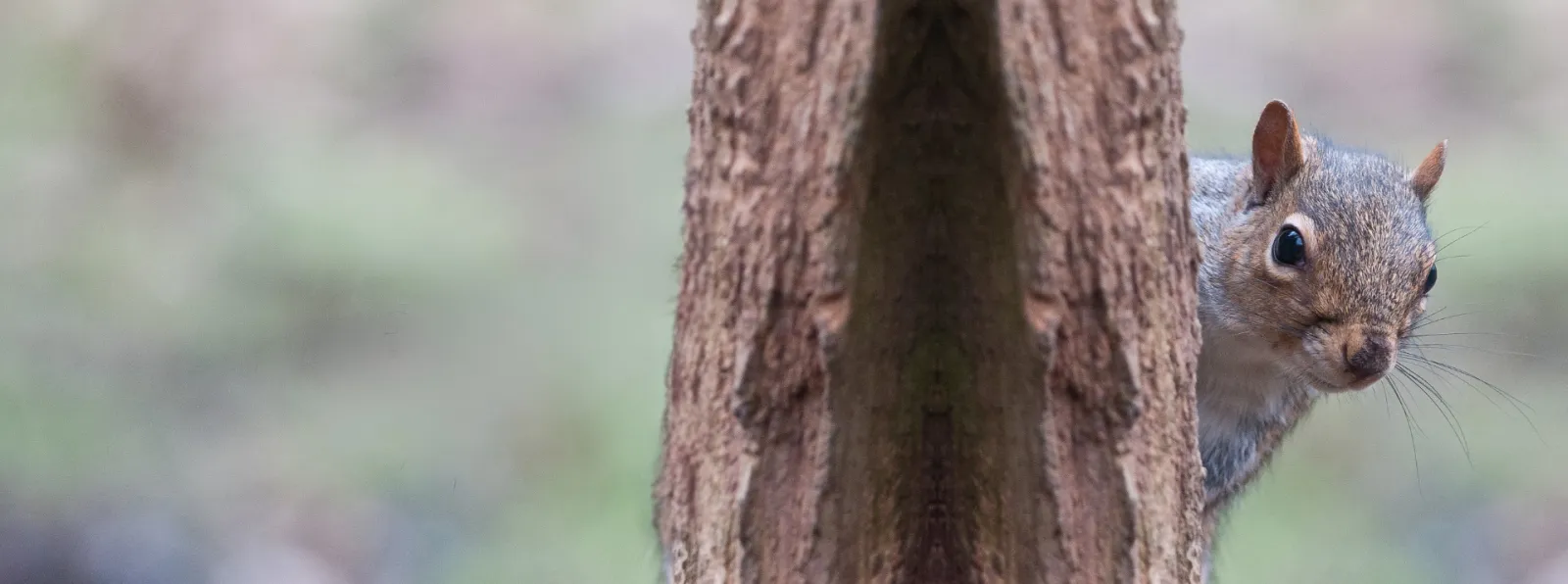 Wildlife Control | PestNow