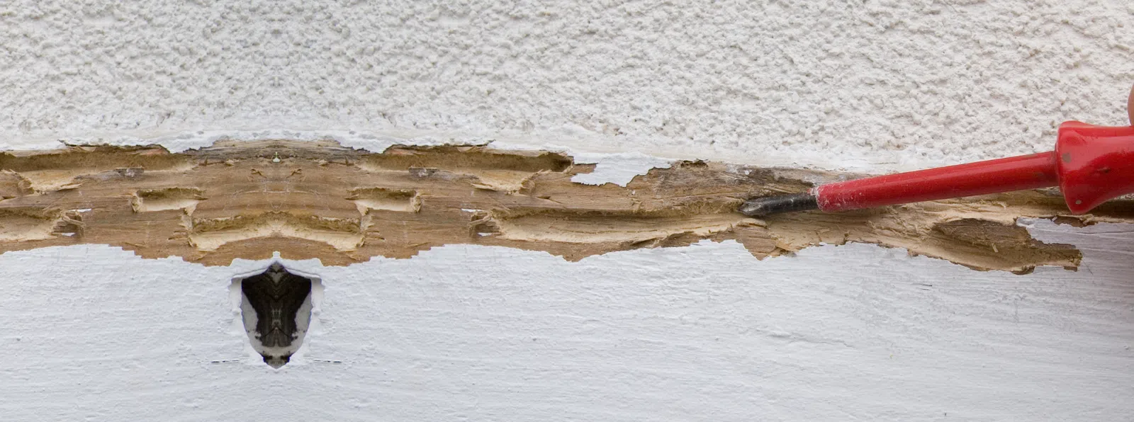 Close-up of termite damage with exposed deteriorated wood and a red-handled screwdriver inserted into the damaged area.