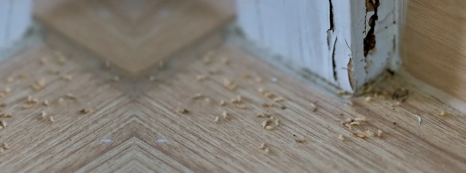 termite damage