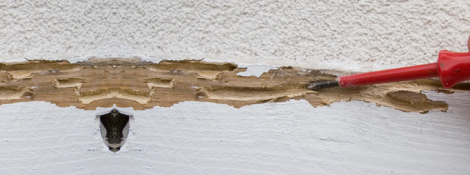 termite damage