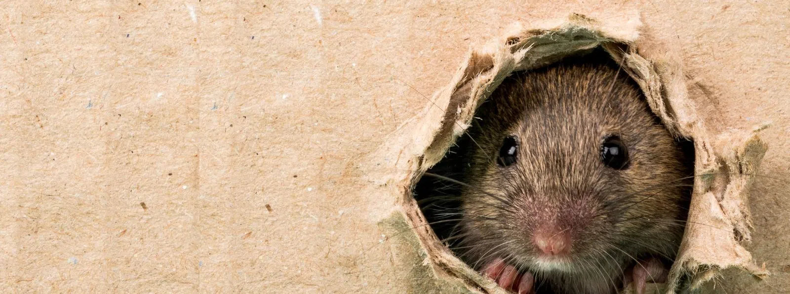 A cute mouse peeking through a hole in brown paper, showcasing its inquisitive nature.