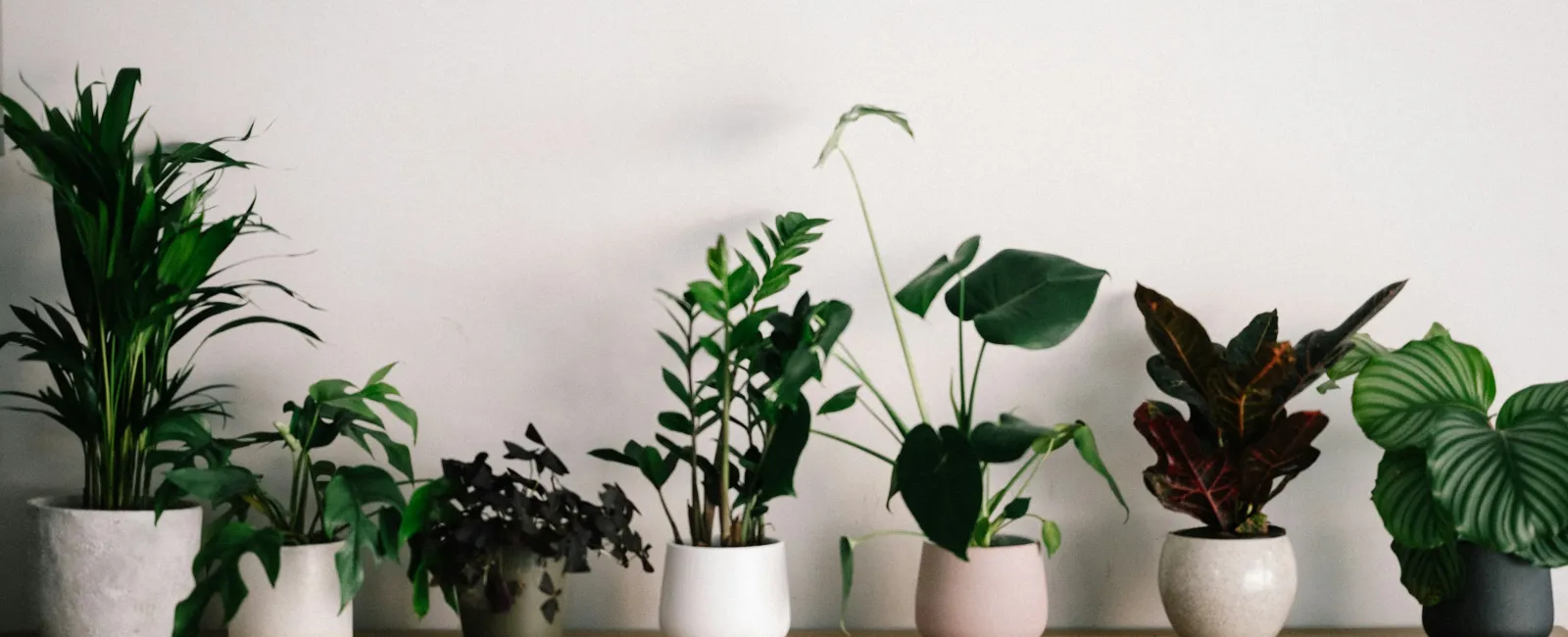 a group of potted plants on a white surface