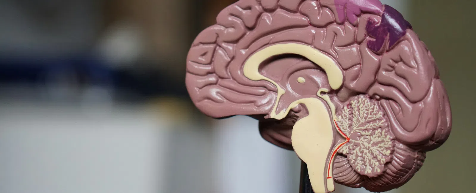 Detailed anatomical model of a human brain showing cortex, cerebellum, and brainstem in pink and beige tones.