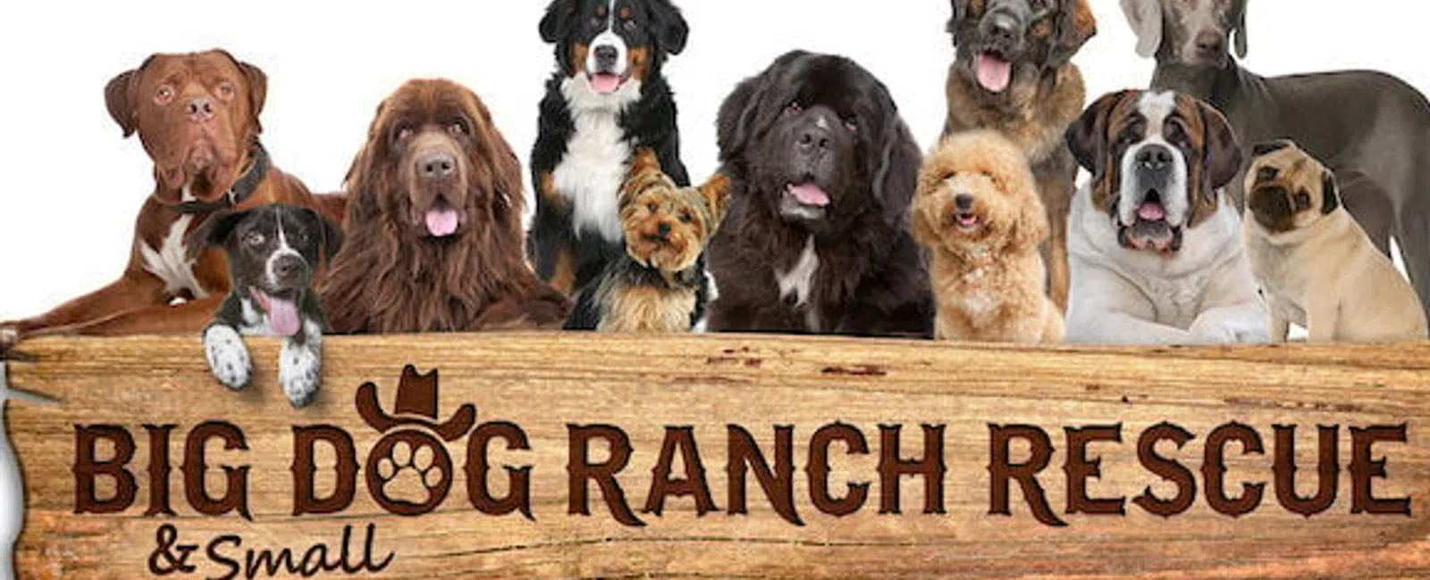 Various breeds of large and small dogs sitting behind a wooden sign reading Big Dog Ranch Rescue & Small