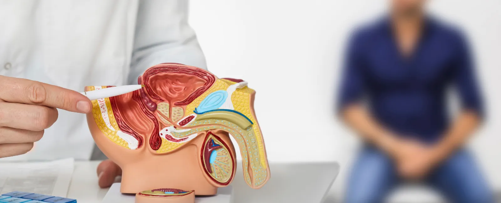 Doctor pointing to prostate model during patient consultation