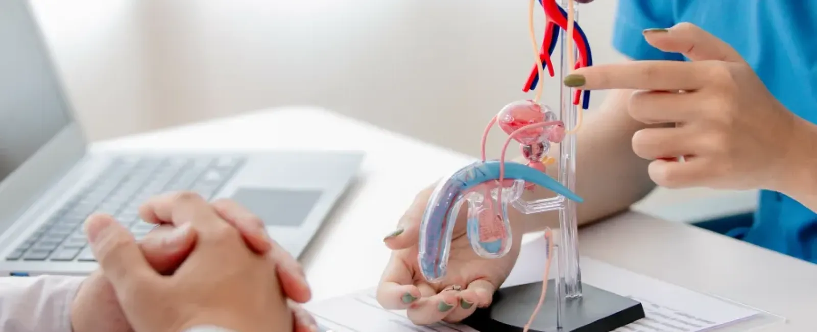 Doctor explaining male urinary system anatomy using a detailed model during patient consultation.