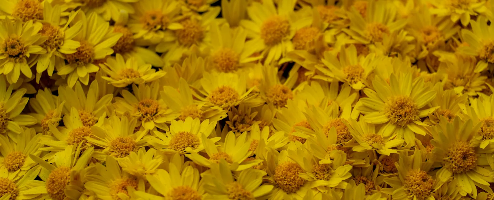 Close-up of vibrant yellow daisies densely packed, showcasing detailed petals and golden centers in natural light.