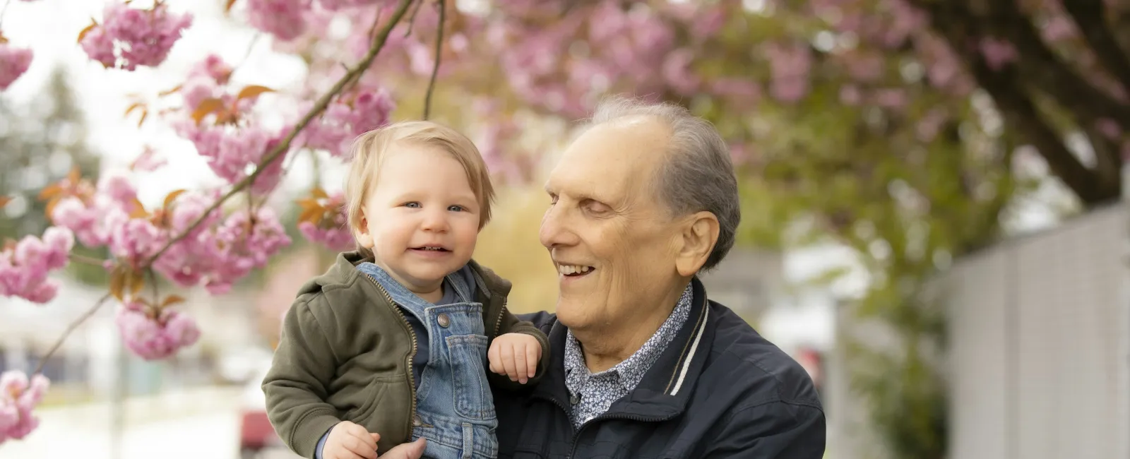 Grandfather happily holding toddler under blooming cherry blossom trees in springtime outdoor setting.