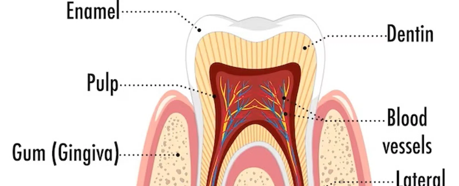 Diagram showing the structure of a healthy tooth with labels for enamel, dentin, pulp, gum, nerves, and blood vessels.