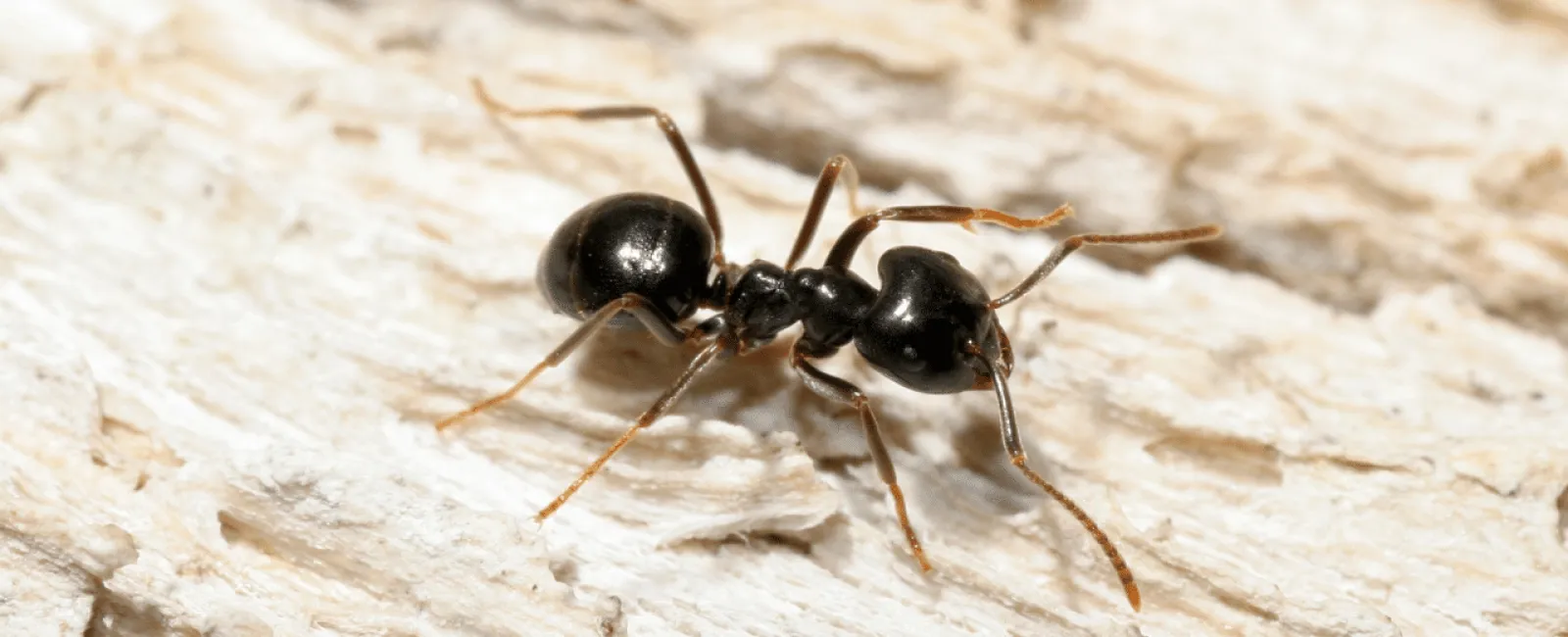 What is the Number One Household Pest?