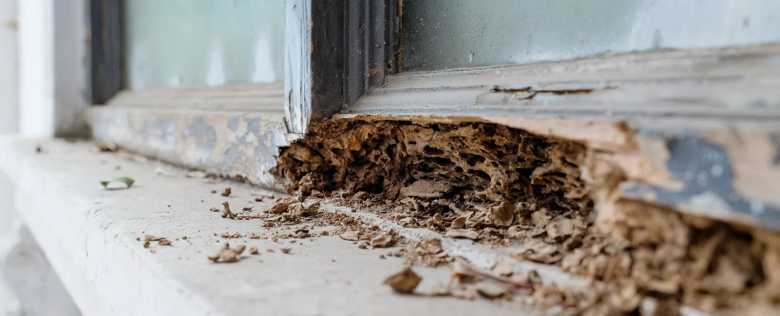 Damaged window sill showing decay and wood deterioration from pests or moisture.
