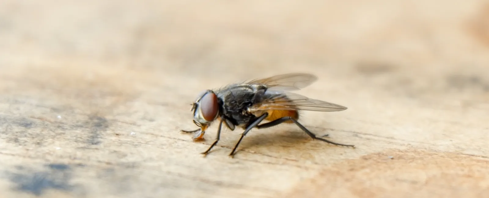 Why Do I Have So Many House Flies in My Home?