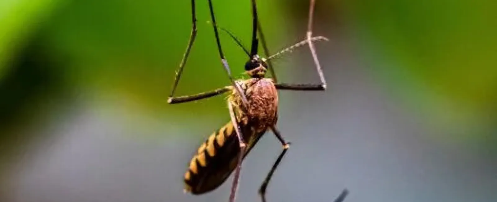 Close-up of a mosquito hanging upside down from a green leaf with blurred background.