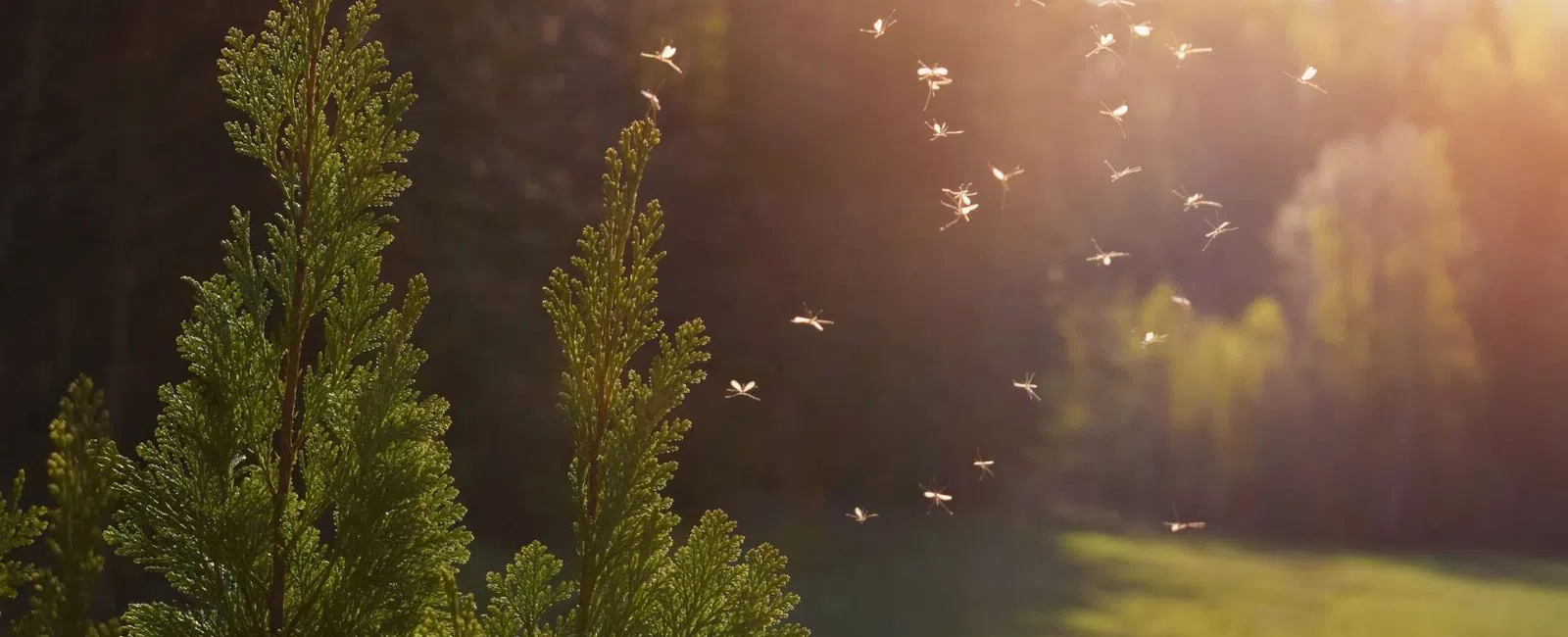 Green pine branches with sunlight and a swarm of small flying insects in a sunlit forest clearing.