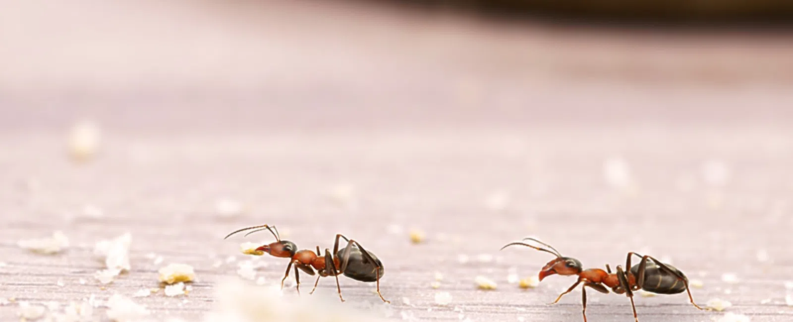 Two ants walking on a wooden surface surrounded by small crumbs and blurred background.
