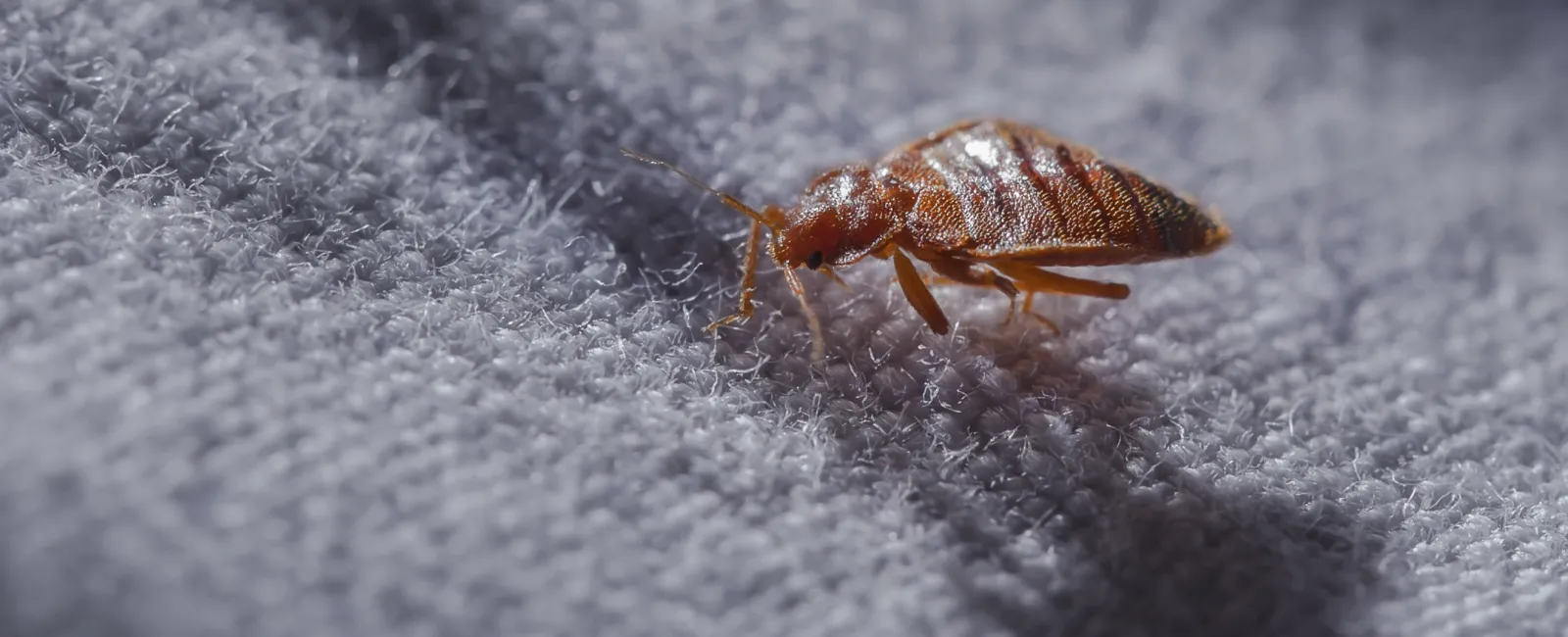 Close-up of a bed bug crawling on textured fabric casting a clear shadow under bright light