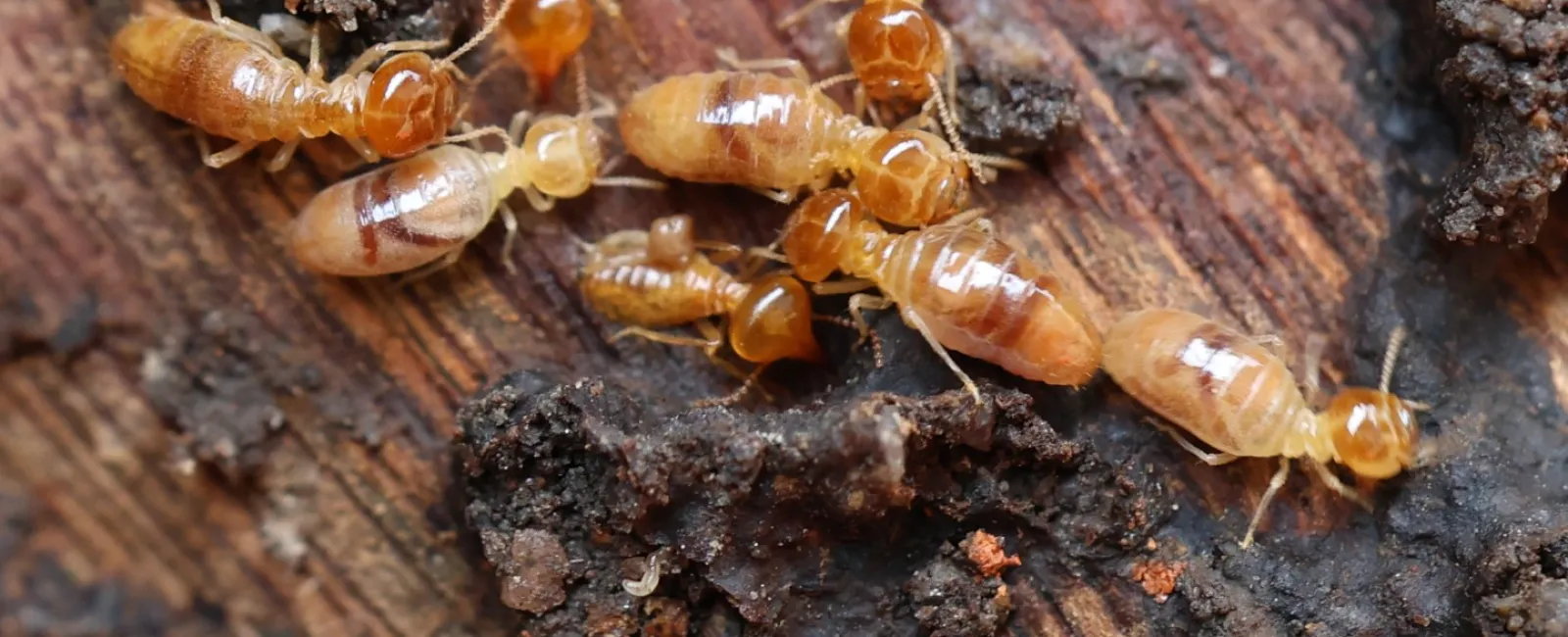 Close-up of termites on wood, showcasing their yellow-brown bodies and natural habitat.