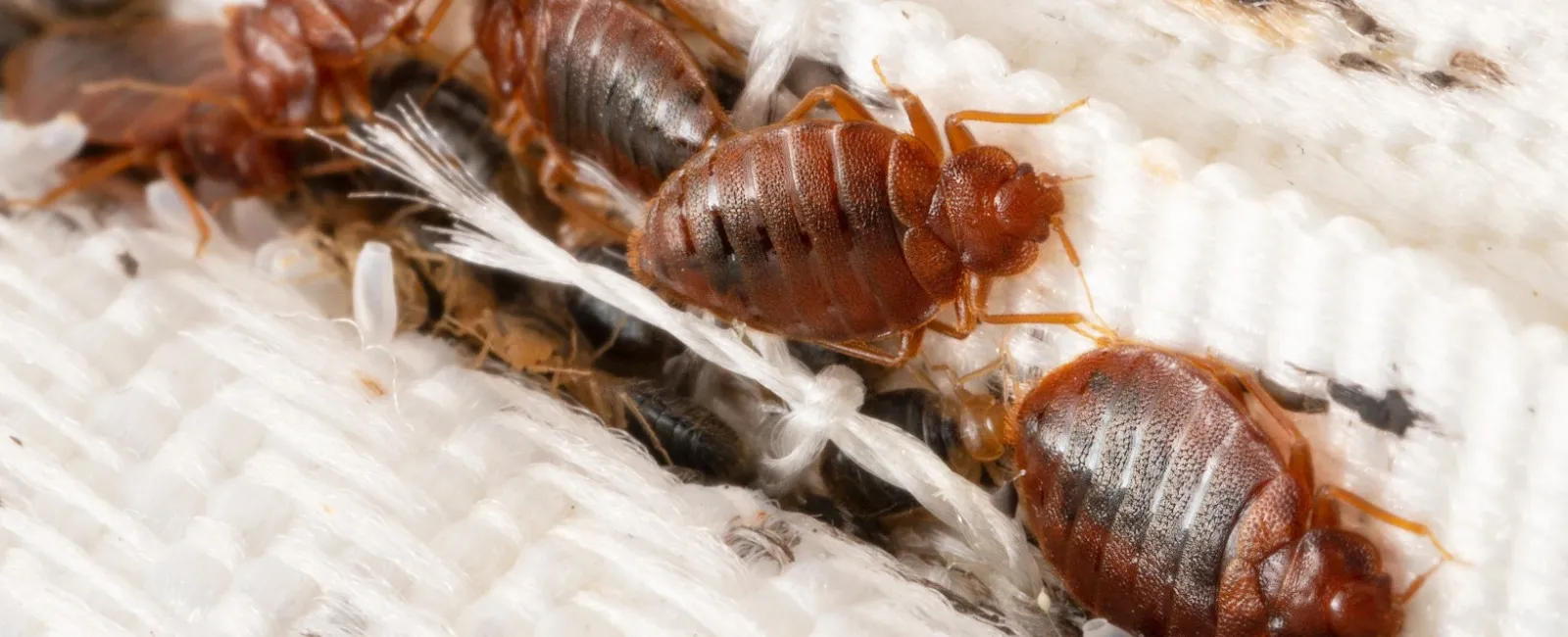 Close-up of bed bugs crawling on a mattress seam, showcasing their reddish-brown bodies and distinctive shape.