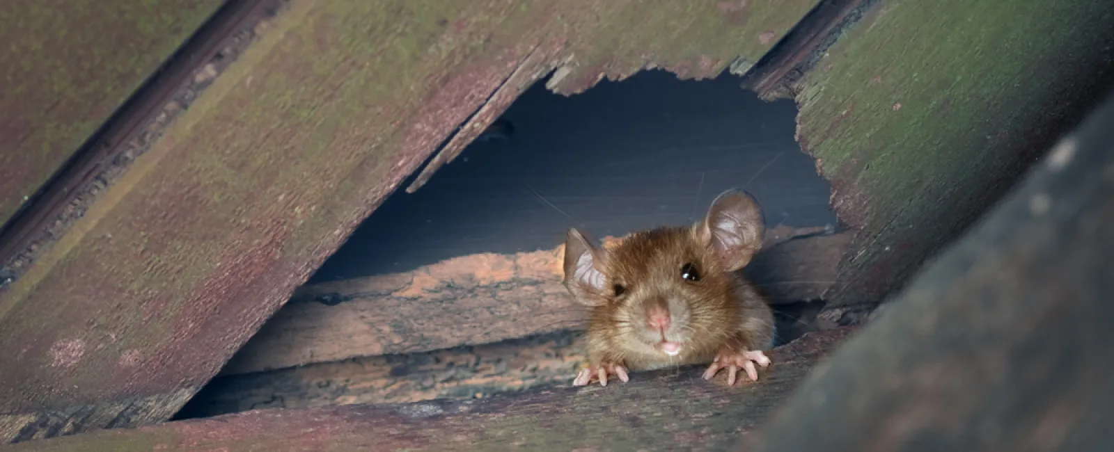 Brown mouse peeking through a gap in weathered wooden boards with green moss and decay.