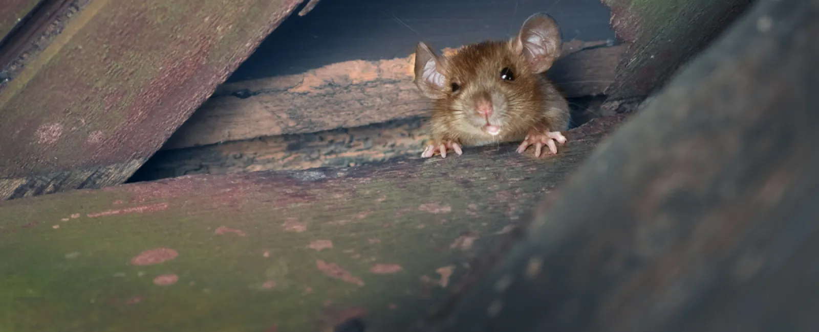 Brown mouse peeking through a gap in weathered wooden boards with green moss and decay.